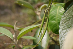 Parsonsia alboflavescens